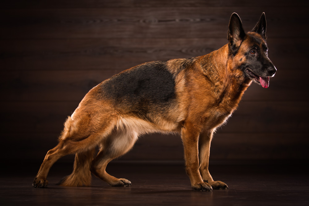Der deutsche Schäferhund Der deutsche Schäferhund