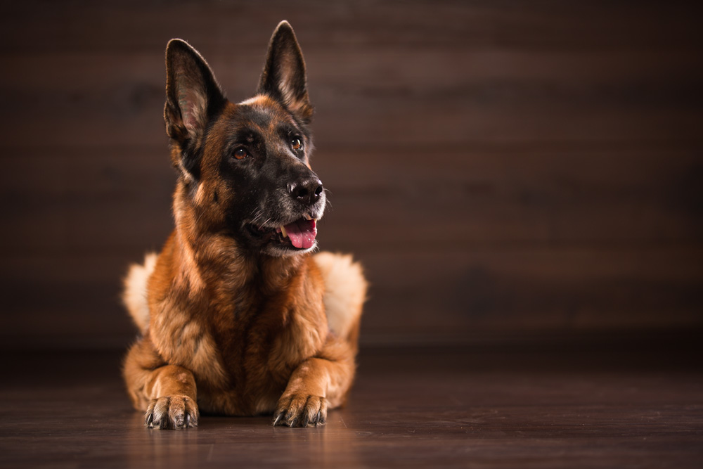 Der deutsche Schäferhund