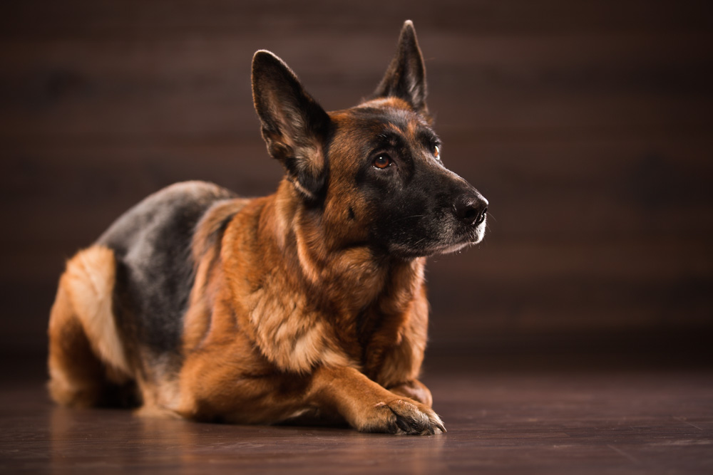 Der deutsche Schäferhund Der deutsche Schäferhund