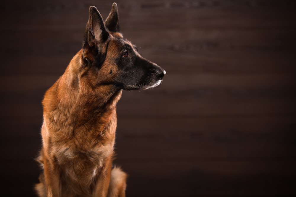 Der deutsche Schäferhund Der deutsche Schäferhund
