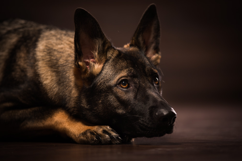 Deutscher Schäferhund als Junghund Deutscher Schäferhund als Junghund