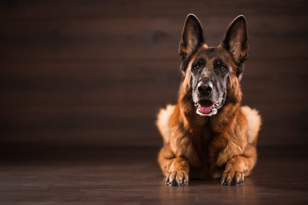 Der deutsche Schäferhund Der deutsche Schäferhund