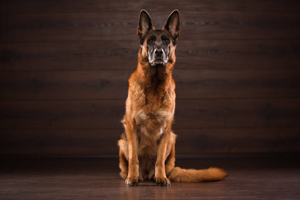 Der deutsche Schäferhund zeichnet sich durch seine Charakterstärke aus.