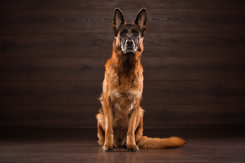 Der deutsche Schäferhund zeichnet sich durch seine Charakterstärke aus. Der deutsche Schäferhund zeichnet sich durch seine Charakterstärke aus.