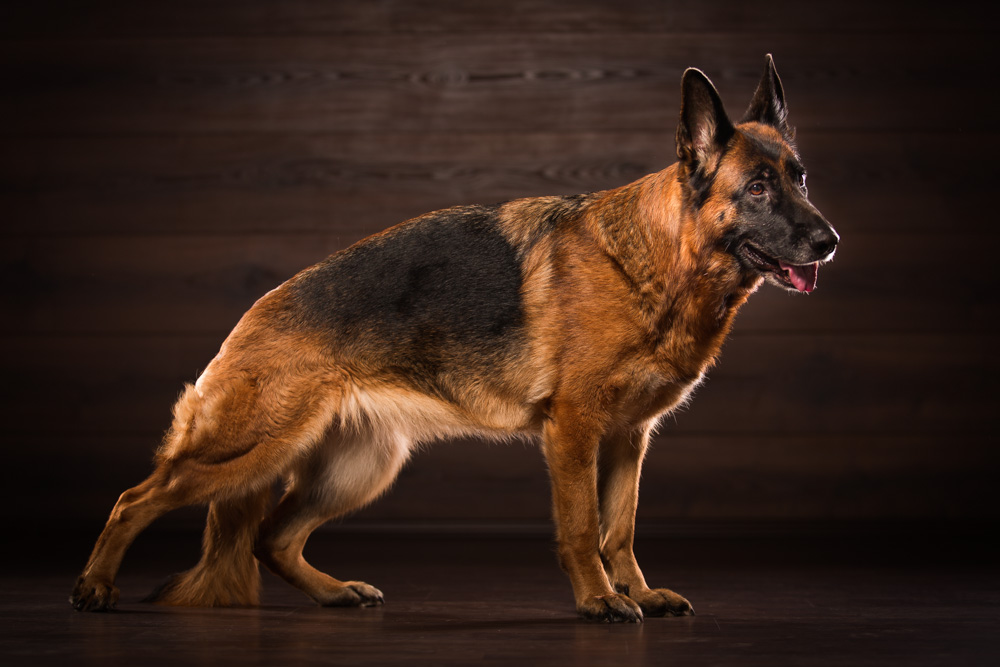 Der deutsche Schäferhund in seiner typischen Pose.