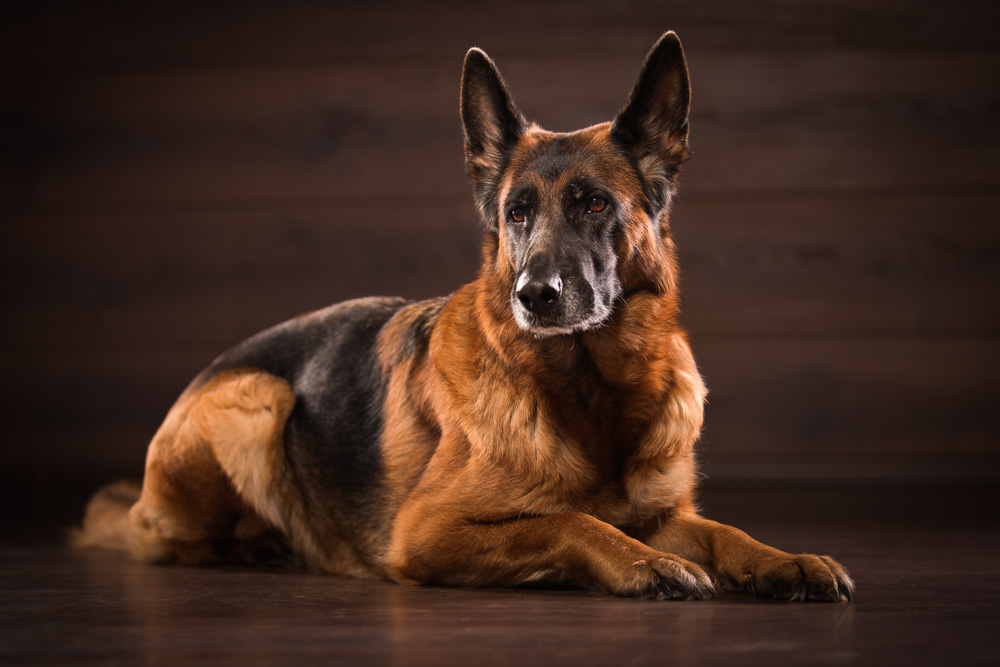 Der deutsche Schäferhund in liegender Position.