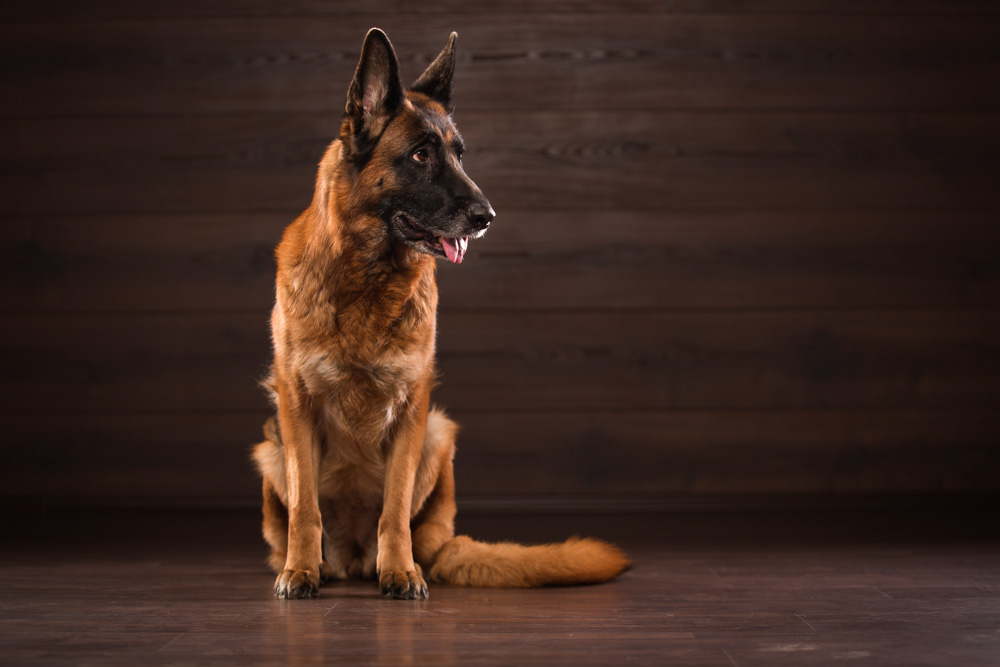 Der deutsche Schäferhund Der deutsche Schäferhund