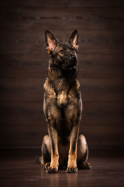 Der deutsche Schäferhund Der deutsche Schäferhund