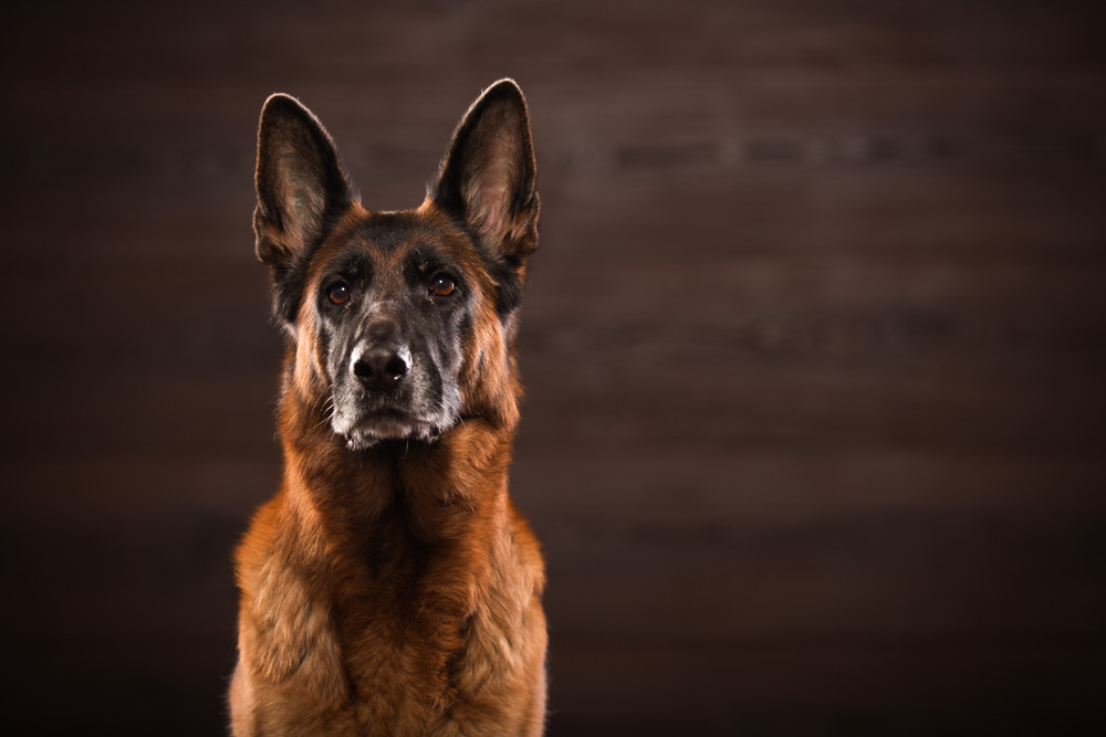 Der deutsche Schäferhund Der deutsche Schäferhund