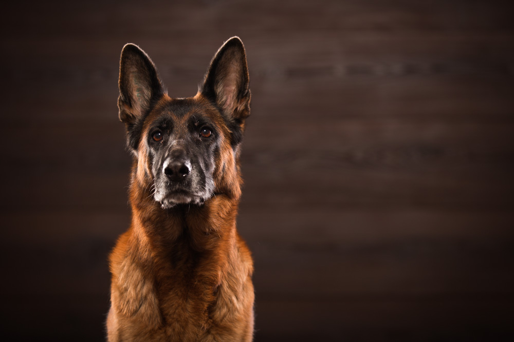 Der deutsche Schäferhund