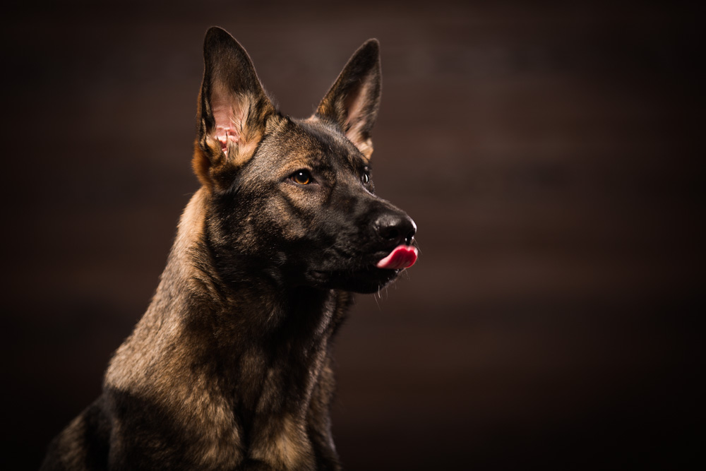 Der deutsche Schäferhund Der deutsche Schäferhund