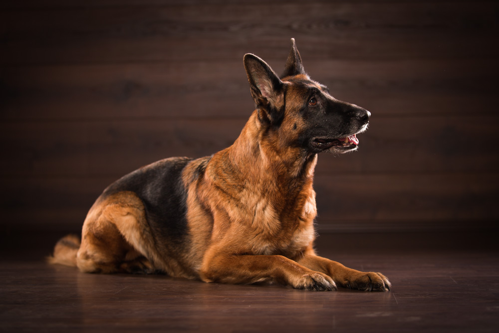 Ein liegender deutscher Schäferhund Ein liegender deutscher Schäferhund