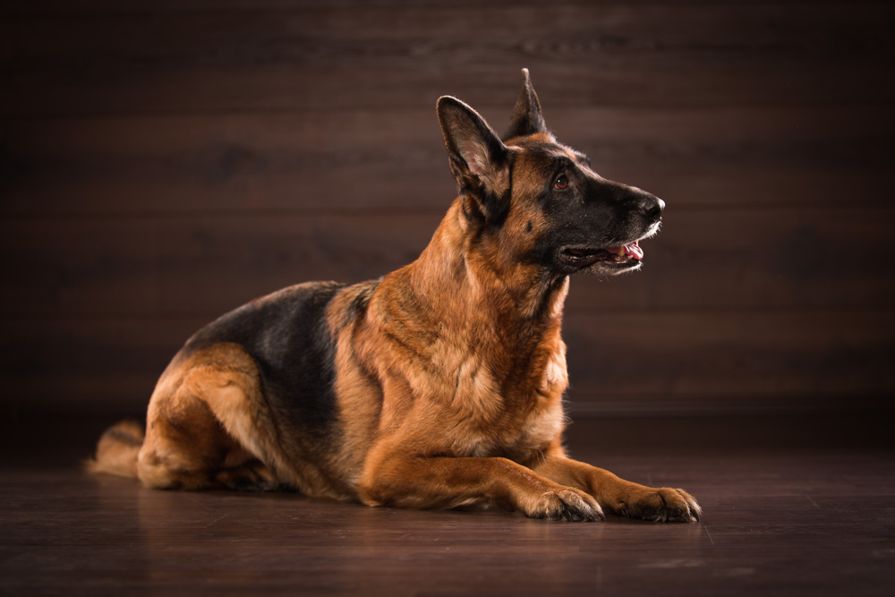 Ein liegender deutscher Schäferhund