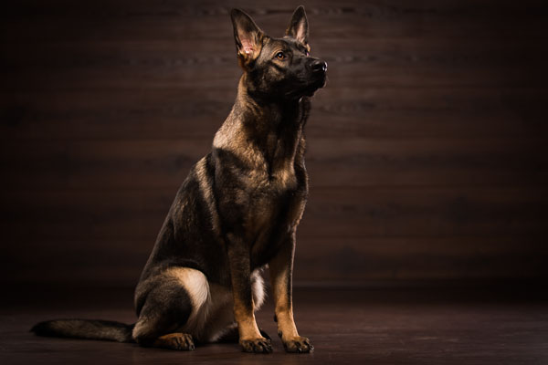 Der deutsche Schäferhund ist ein sehr aufgeschlossener und aufmerksamer Zeitgenosse. Der deutsche Schäferhund ist ein sehr aufgeschlossener und aufmerksamer Zeitgenosse.