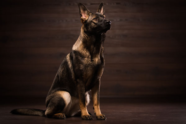 Der deutsche Schäferhund ist ein sehr aufgeschlossener und aufmerksamer Zeitgenosse.