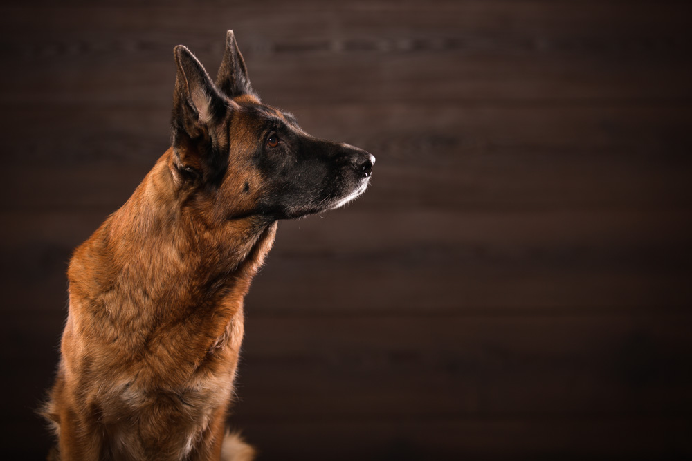 Der deutsche Schäferhund sollte sehr neugierig sein.