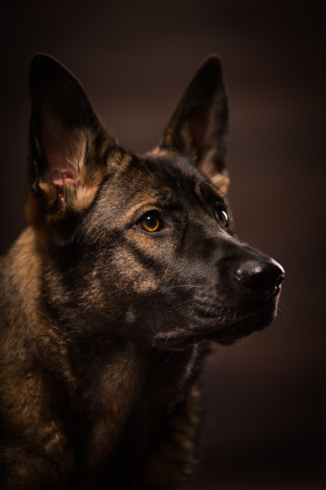Der deutsche Schäferhund als Jungtier. Der deutsche Schäferhund als Jungtier.
