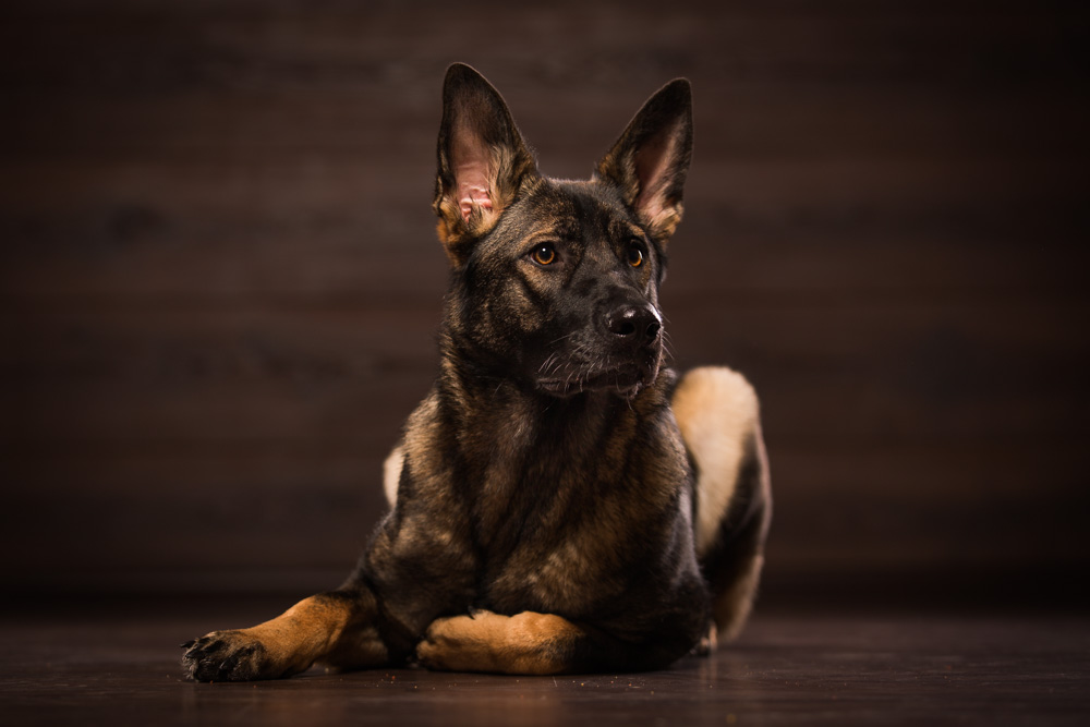 Der deutsche Schäferhund in liegender Position.