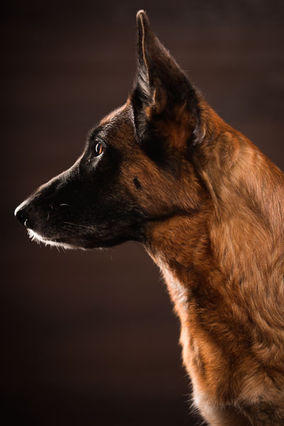 Der deutsche Schäferhund eignet sich hervorragend für den Polizeidienst.